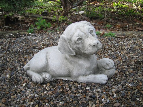 KA21 Labrador KA21 Labrador